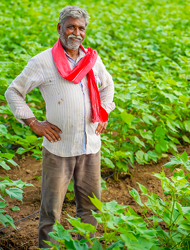 Bhadar Green