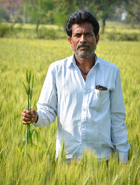 Inside our drought-resilient seed trials